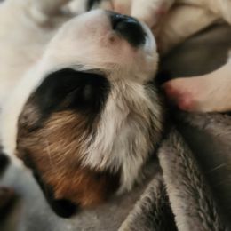 Saint Bernard Puppies from Amber's Saint Bernards