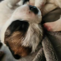 Saint Bernard Puppies from Amber's Saint Bernards