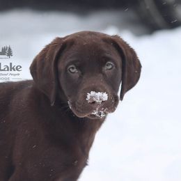 Dilute Retriever and Labrador Retriever Puppies from Jungle Lake Labradors