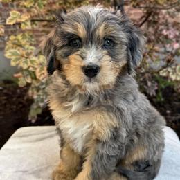 Doja - Tri-color male Bernedoodle puppy in Las Vegas, Nevada from Perfect Bernedoodles
