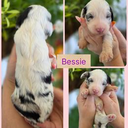 Bessie - Merle female Goldendoodle puppy in Decatur, Tennessee from Diamond's Doodles