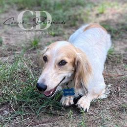 Dachshund Puppies from Camacho_Dachshunds