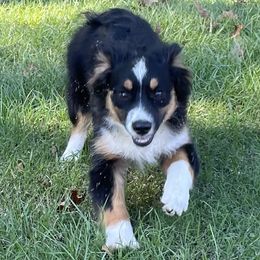 Girl 3 (yellow collar) - Miniature Australian Shepherd puppy from E4 Farm Mini Aussie’s