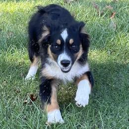 Girl 3 (yellow collar) - Miniature Australian Shepherd puppy from E4 Farm Mini Aussie’s