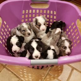 Miniature Australian Shepherd Puppies from Brown Family Aussies