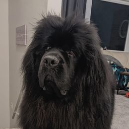Newfoundland All Grown Up from Faithful Acres Newfs