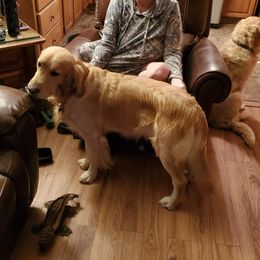 Romeo - Golden Retriever