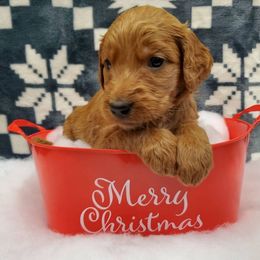 Goldendoodle Puppies from Rustic Road Doodles