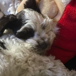 Miniature Schnauzer All Grown Up from Hill Country Schnauzers