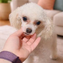 Rico - Poodle