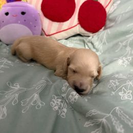 Tater - Cream male Dachshund puppy in Sebring, Florida from Mini Weenies