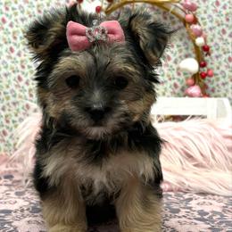 Misty - Black & tan tri-color female Morkie puppy in Monticello, Iowa from Ashley’s Puppies