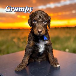 Grumpy - Phantom male Poodle puppy in Pink Hill, North Carolina from Boodle's Standard Poodles