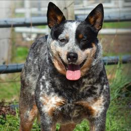 Nimueh - Australian Cattle Dog