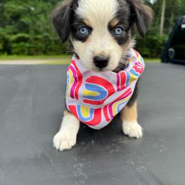 Sparkler - Black tri female Miniature Australian Shepherd puppy in Corbin, Kentucky from Lightning K Kanine’s