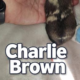Charlie Brown - Chocolate merle and tan tri male Pomeranian puppy in Illinois from Maribel Poms