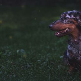 Dachshund Puppies from Dachsy