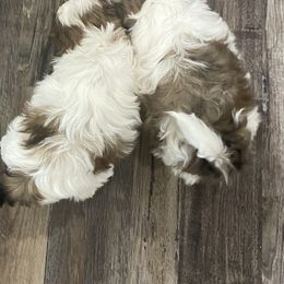Shih Tzu Puppies from Willow Lane Shih Tzus