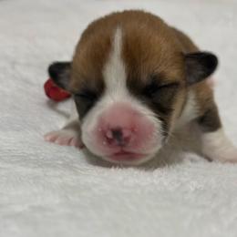 Red collar - Sable male Pembroke Welsh Corgi puppy in Poulsbo, Washington from Central Valley kennel