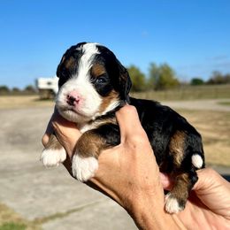 Girl 6 - Tri-color female Bernedoodle puppy in Royse City, Texas from Platinum Bernedoodles of Texas
