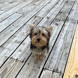 Patrick - Black and tan male Yorkshire Terrier puppy in Nesbit, Mississippi from Bluff City Yorkies