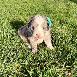 Blue Merle Girl - Blue merle female Aussiedoodle puppy in Plain City, Utah from Myers Desert Doodles