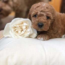 Cockapoo Puppies from Maple’s Cockapoo Puppies