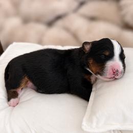 Teddy - Tri-color male Bernese Mountain Dog puppy in Anthem, Arizona from Maples Arizona Bernese Mountain Dogd