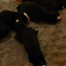 Bernese Mountain Dog Puppies from Pasch’s Beautiful Bernese