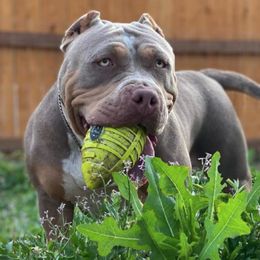American Bullies from Squash Blossom Bullies