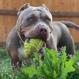 American Bullies from Squash Blossom Bullies