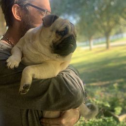 Earl - Pug