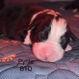 Pyrite - Black tri-color male Australian Shepherd puppy in Augusta, Georgia from Incendia Aussies & Dobies