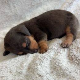 Ray - Dapple female Dachshund puppy in Bremen, Georgia from Sapp’s Sweet and Spicy Dachshunds