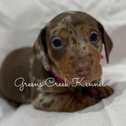 Duchess - Dapple female Dachshund puppy in Jena, Louisiana from Greens Creek Kennel