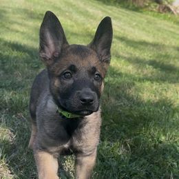 Green Collar Girl - female Dutch Shepherd puppy in Palmyra, Maine from Maine Working Dogs