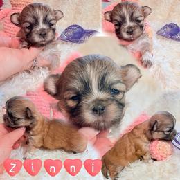 Zinnia (Zinni) - Black female Mi-Ki puppy in Toronto, Ohio from Shekinah’s Mi-Kis & Cricket Hill’s Westies