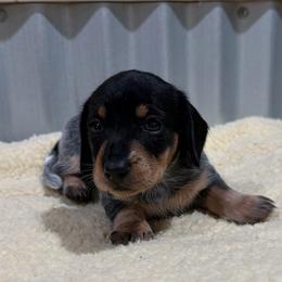 Poppy - Black and tan female Dachshund puppy in Brashear, Texas from Shepherds Run Miniature Dachshunds