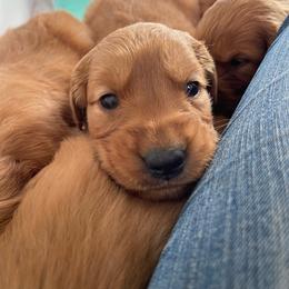 Boy 5 - Dark golden male Golden Retriever puppy in Yucaipa, California from Blessed Goldens