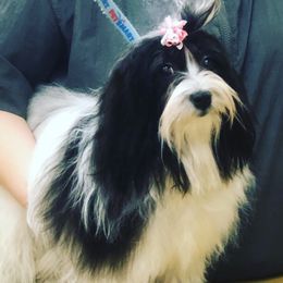 Portia - Havanese
