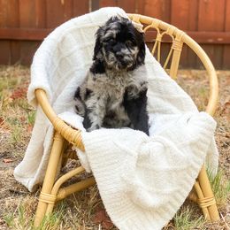 Goldendoodle Puppies from Dream A Little Doodle