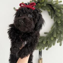 Purple Collar - Black female Goldendoodle puppy in Gilbert, Arizona from Desert Paws Doodles