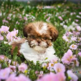 Shih Tzu Puppies from Pams precious shih tzus