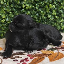 Hank - Black male Miniature Schnauzer puppy in Liberty, Texas from Texas Small Town Schnauzers