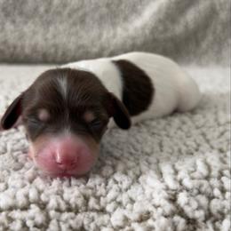 Matt - Piebald male Dachshund puppy in Lawrenceville, Georgia from Chivi Paws