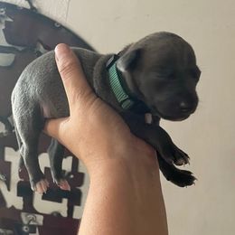 Earl - Blue male Italian Greyhound puppy in Lancaster, Missouri from White Stone Ranch