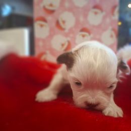 Female 2 - White female Shih Tzu puppy in Montrose, Colorado from Gnomies Furry Friends