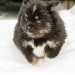 Pomsky Puppies from Rainier Mountain Pomsky’s LLC