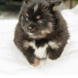 Pomsky Puppies from Rainier Mountain Pomsky’s LLC