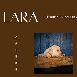 Lara - Light golden female Golden Retriever puppy in El Campo, Texas from Starlight Goldens